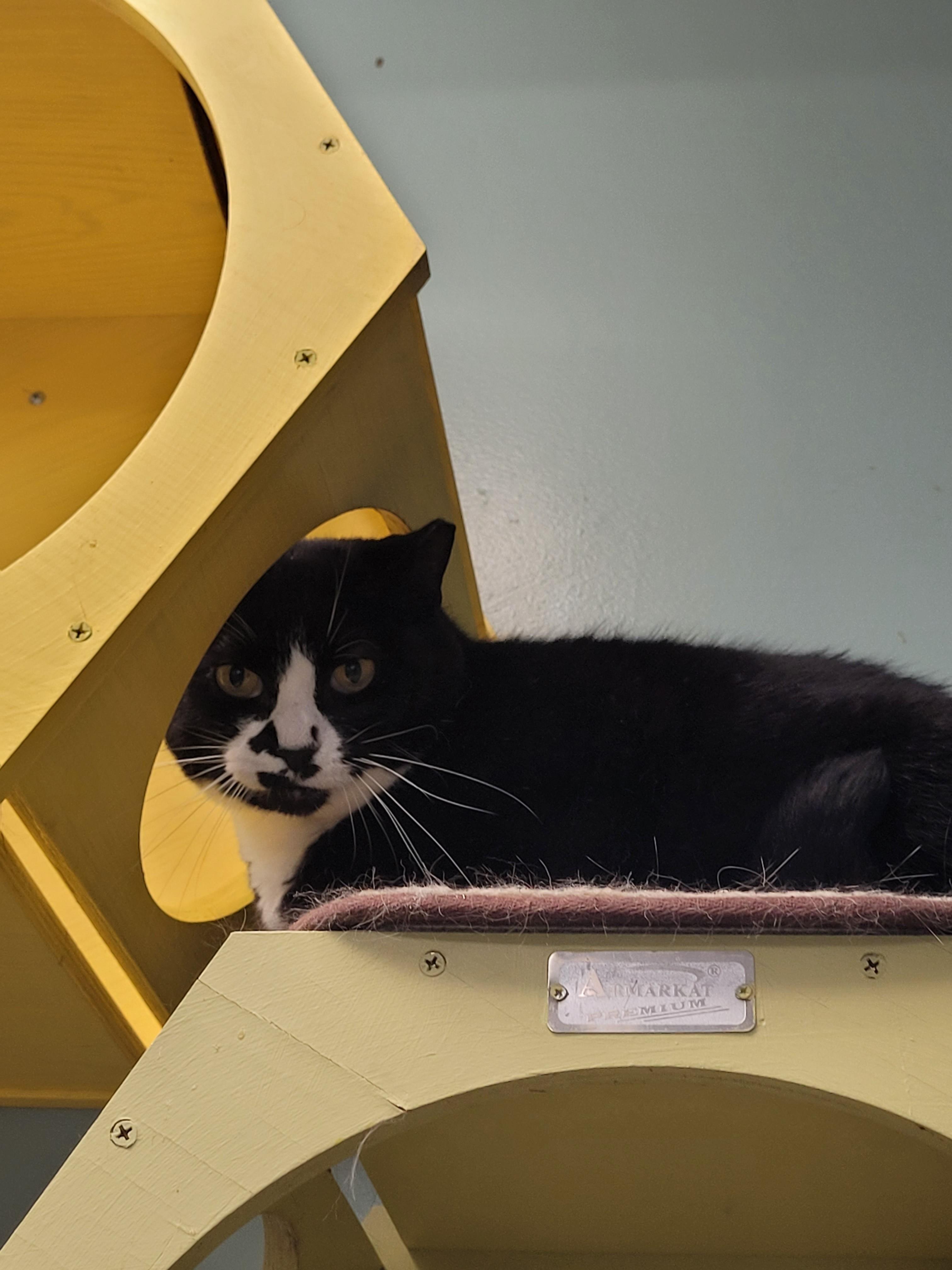 Enlarge Keys, a ADOPTABLE Domestic Short Hair in North Attleboro, MA image 3/4