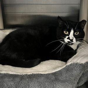 Keys, ADOPTABLE, Adult Female Domestic Short Hair.