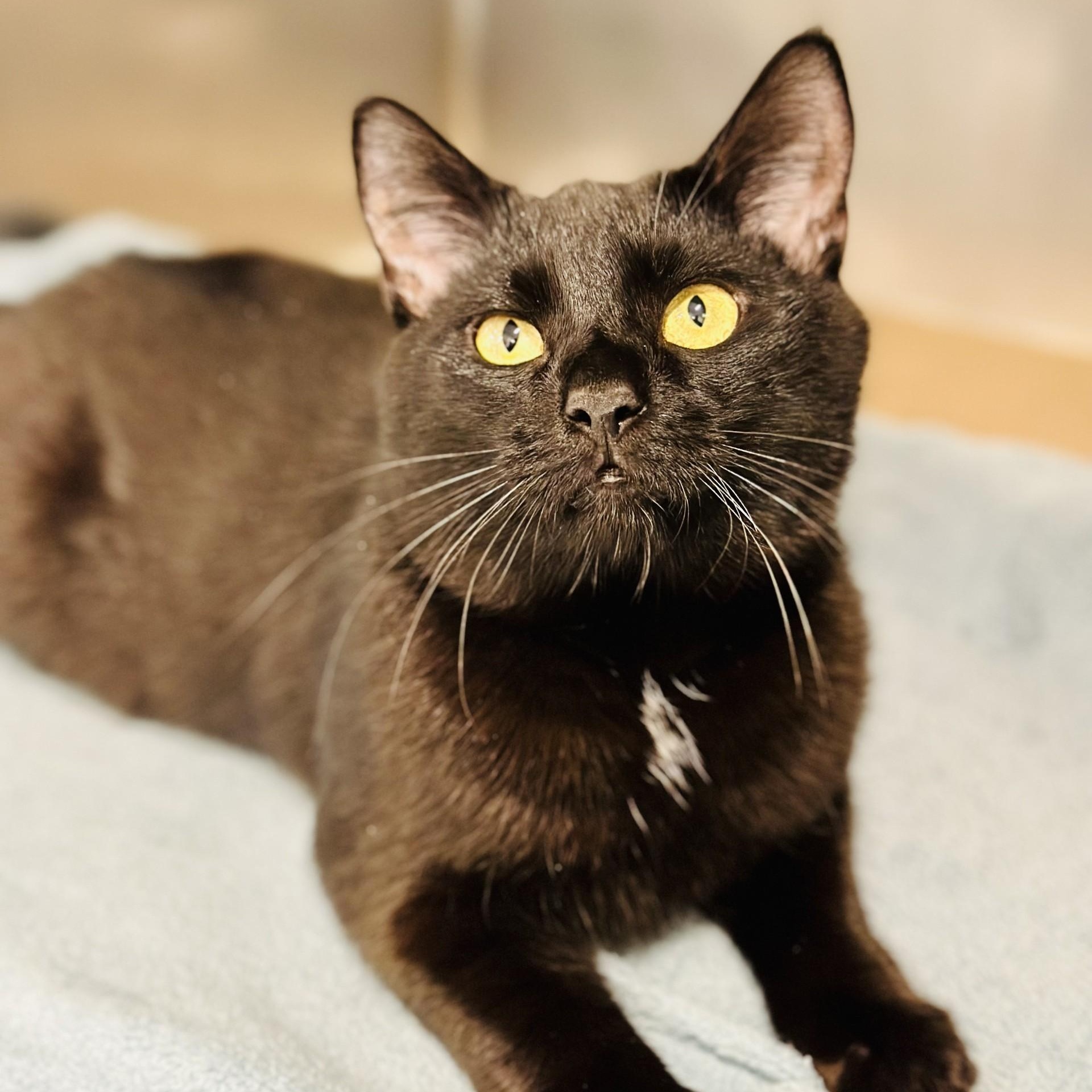 Beau , ADOPTABLE, Adult Male Domestic Short Hair.