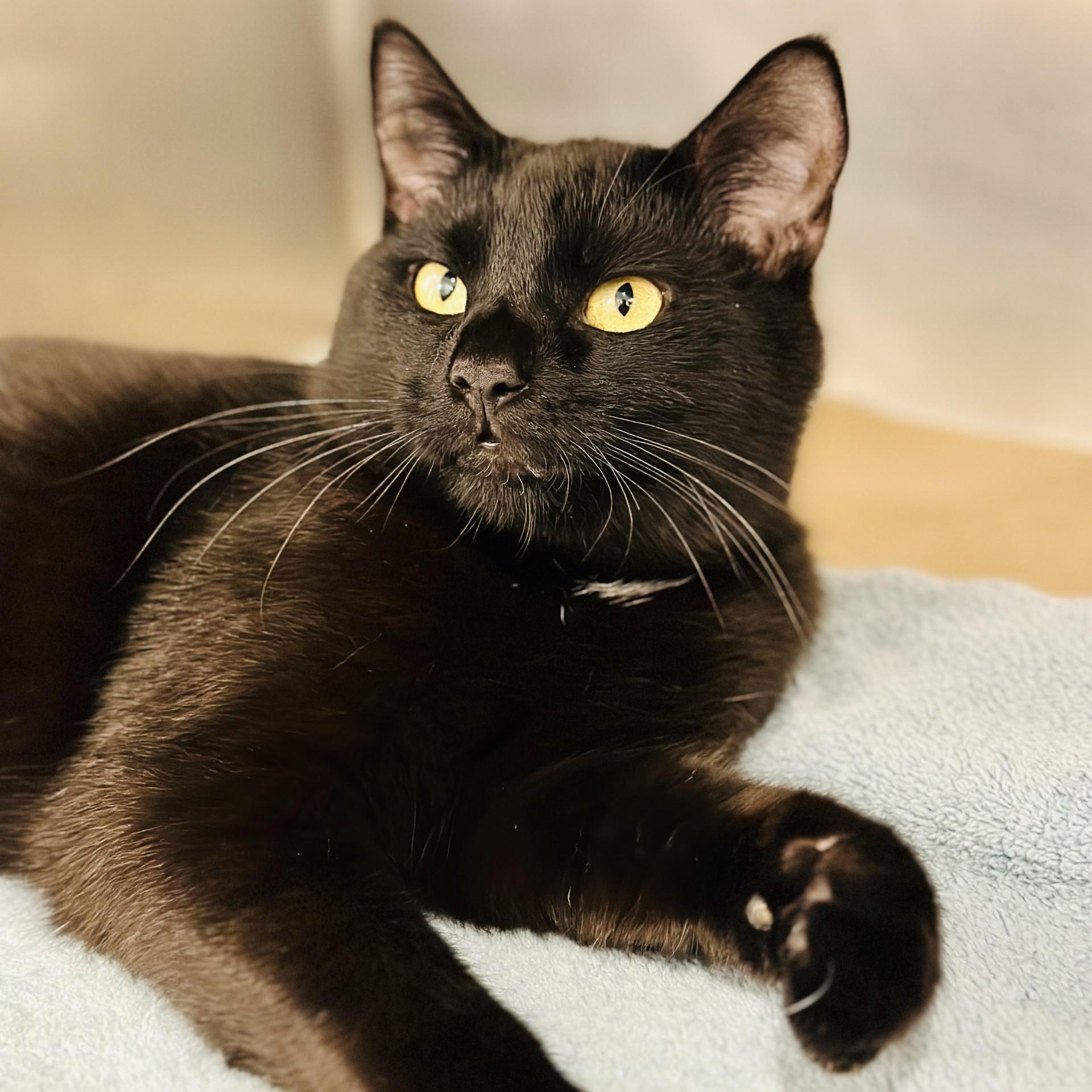 Beau , a ADOPTABLE Domestic Short Hair in Jackson, NJ image 2/3