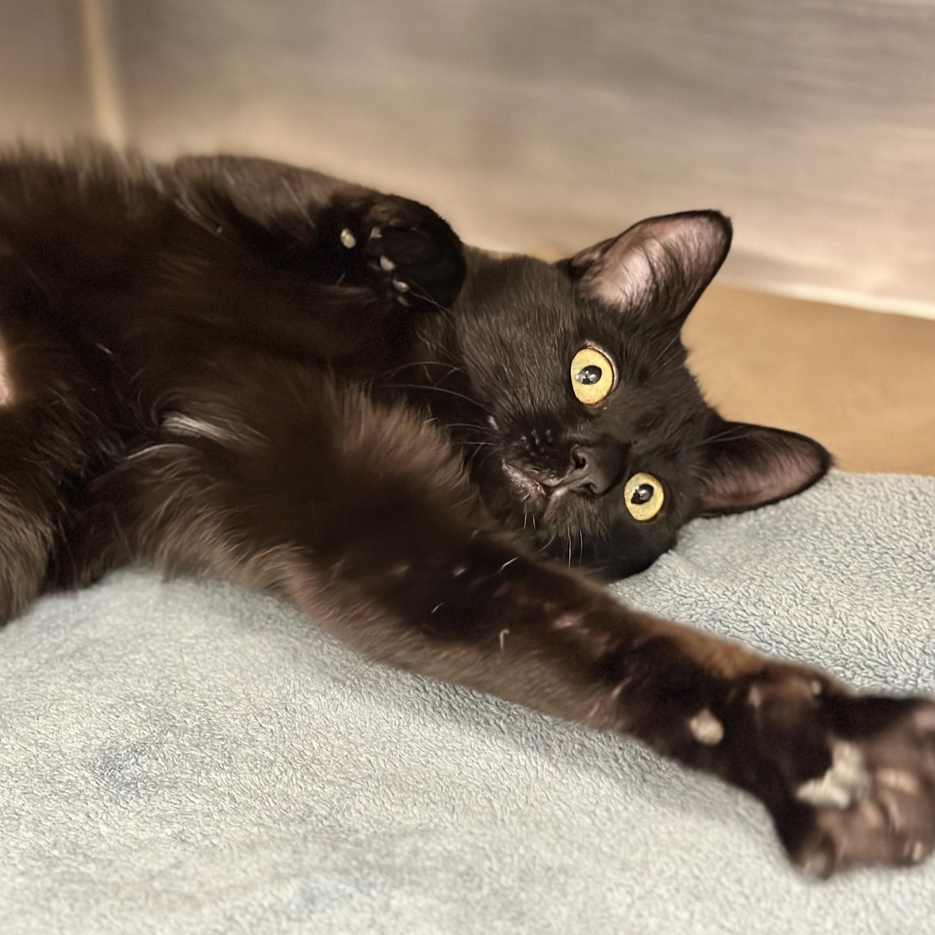 Beau , a ADOPTABLE Domestic Short Hair in Jackson, NJ image 3/3