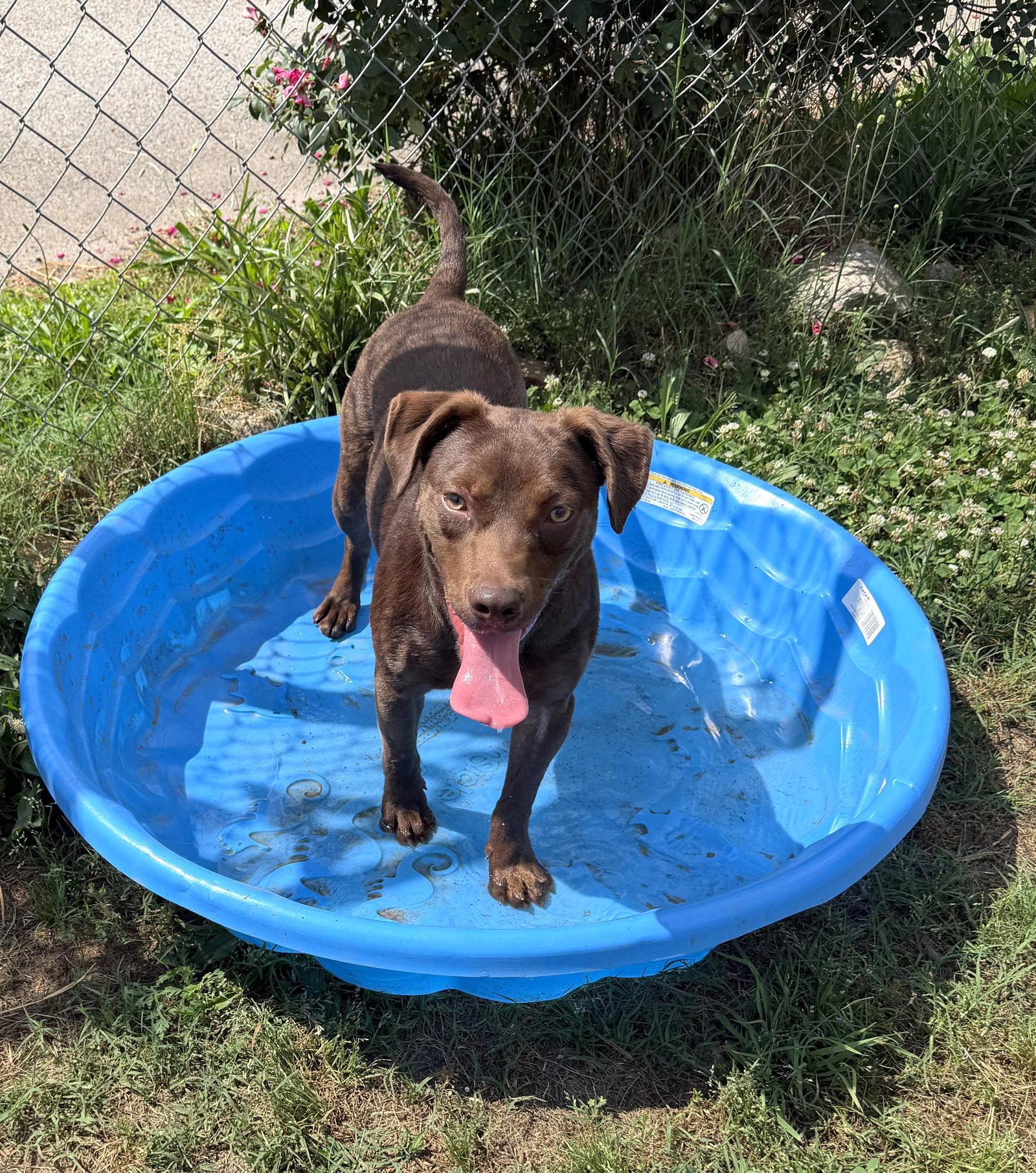 Reno, a Adopted Labrador Retriever in Carrollton, GA image 1/3