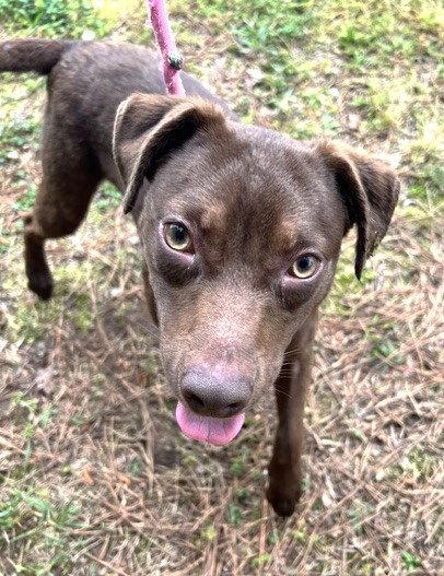 Reno, a Adopted Labrador Retriever in Carrollton, GA image 2/3
