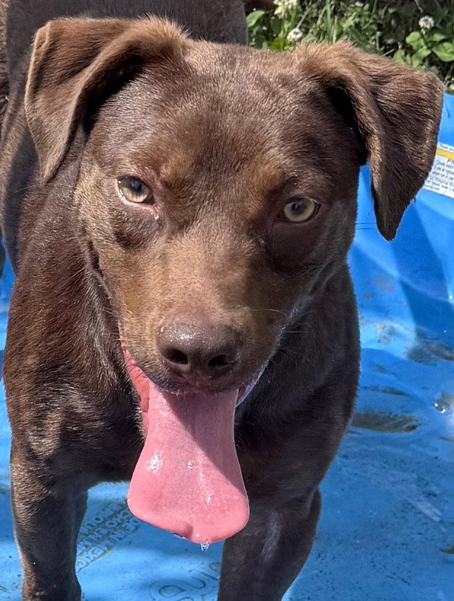 Reno, a Adopted Labrador Retriever in Carrollton, GA image 3/3