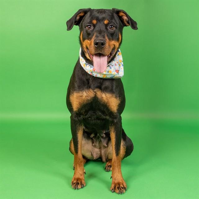 GOOBER, Adoptable, Young Female Rottweiler & Mixed Breed.