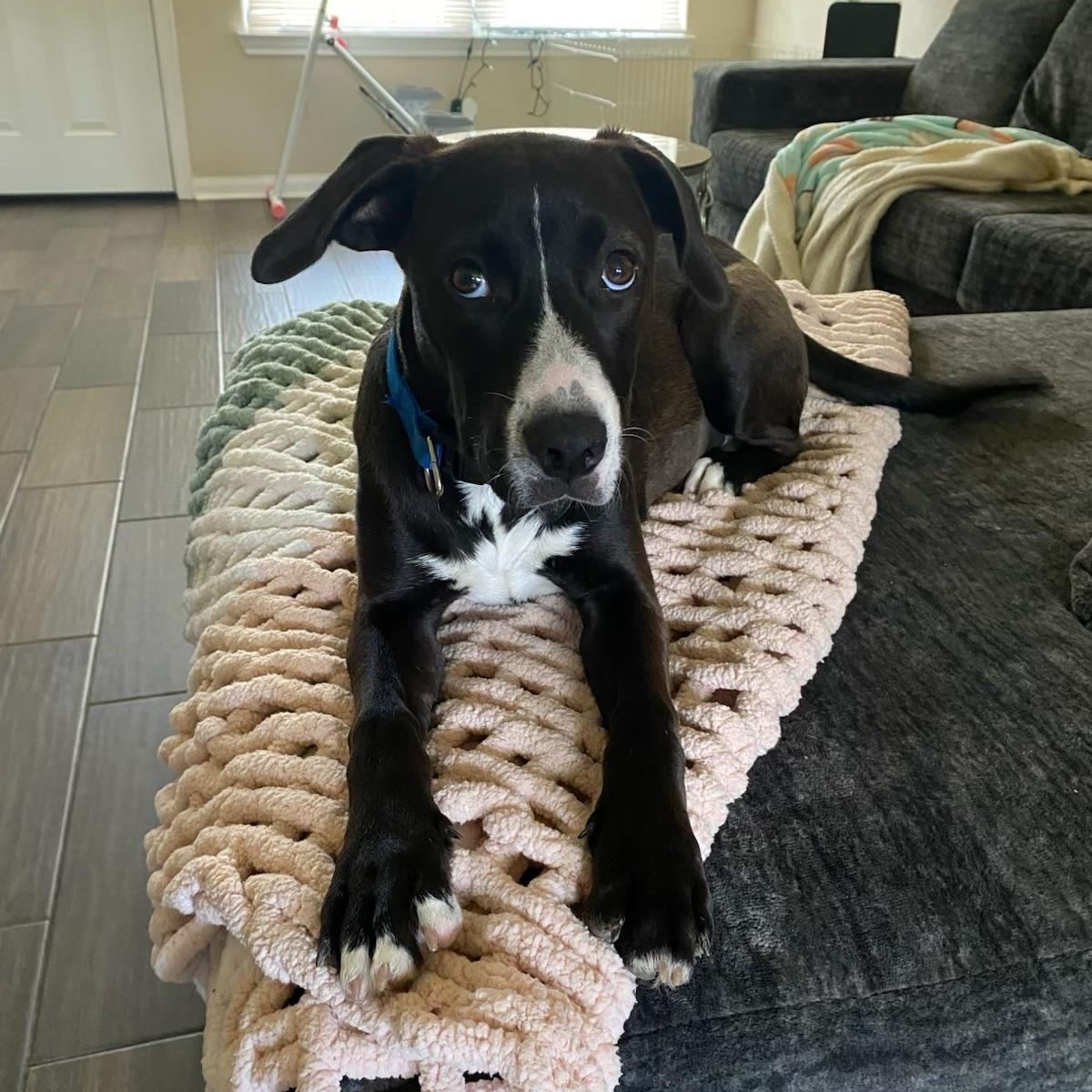 Sadie photo 1