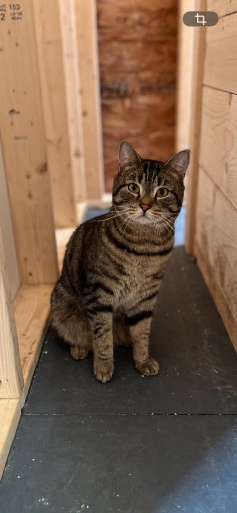 Timothy, Adoptable, Adult Male Domestic Short Hair.