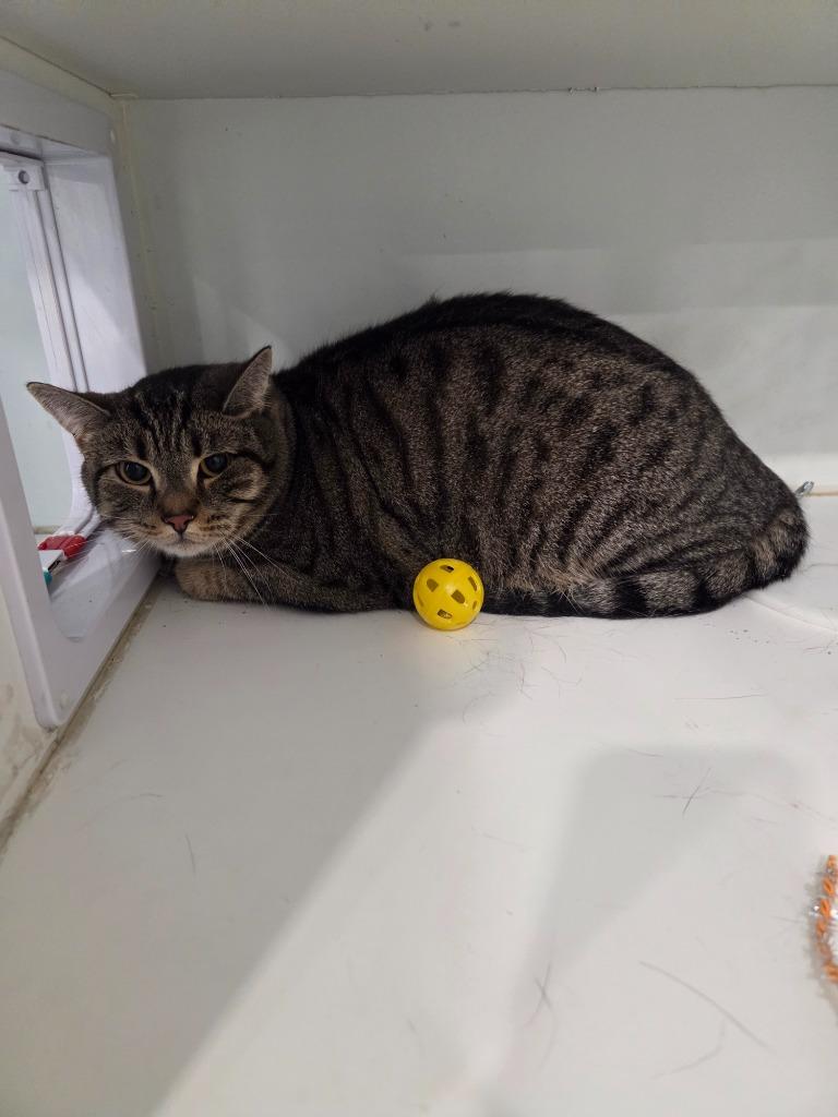 Enlarge Timothy, a Adoptable mixed breed in Lunenburg, VT image 2/2
