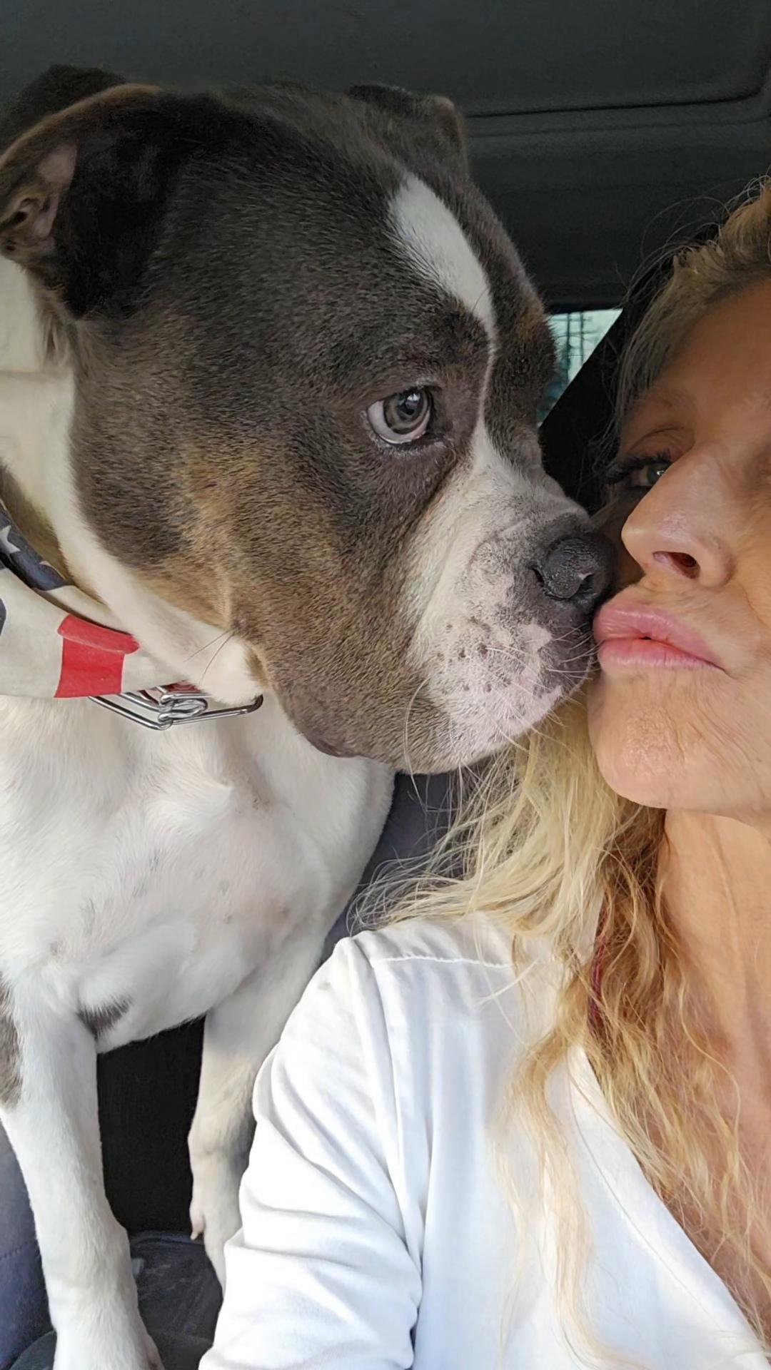 Z - Bully #pup, Adoptable, Young Male American Bulldog & Boxer.