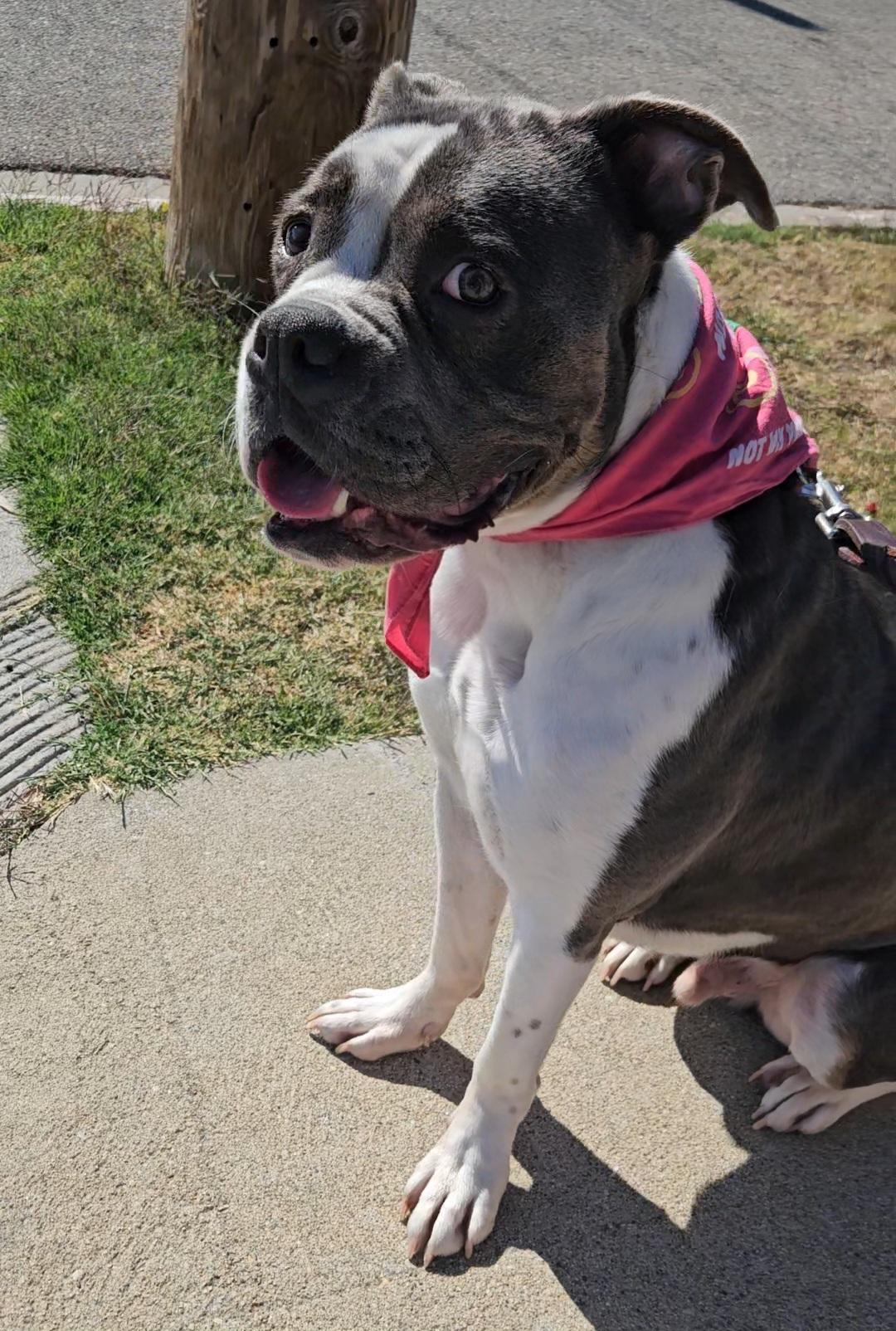 Zee - BullyMan, a Adoptable mixed breed in Huntington Beach, CA image 1/4