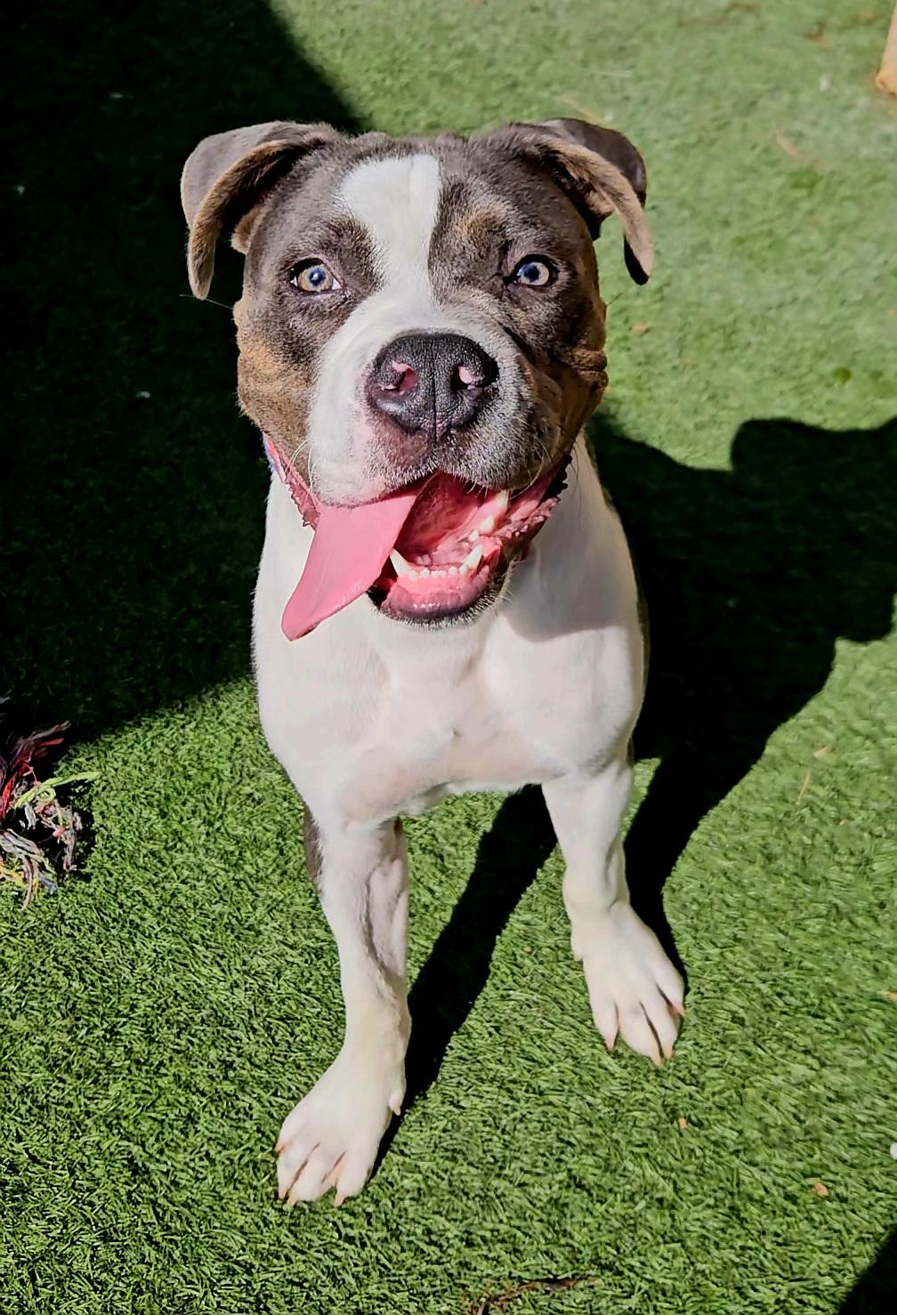 Enlarge Z - Bully #pup, a Adoptable mixed breed image 2/3