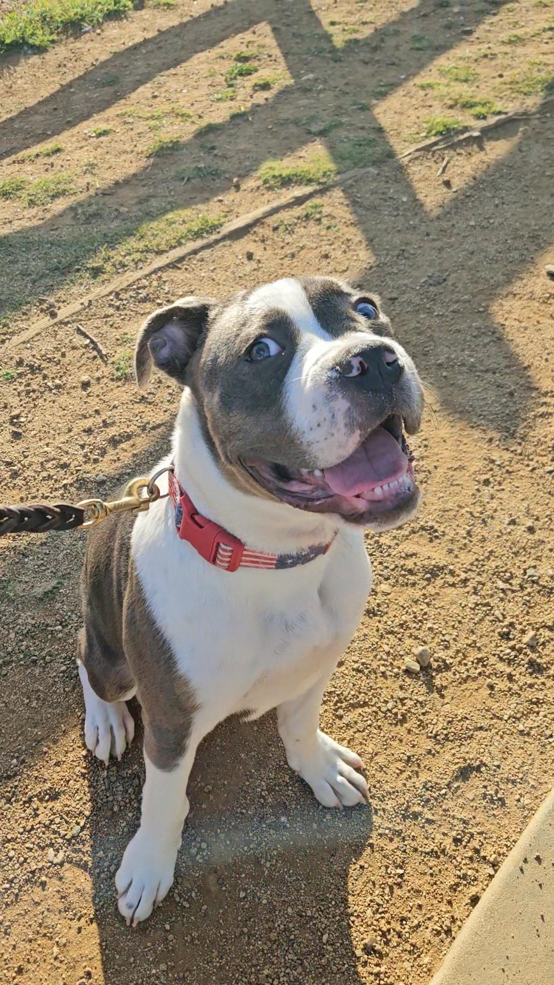 Enlarge Z - Bully #pup, a Adoptable mixed breed image 3/3