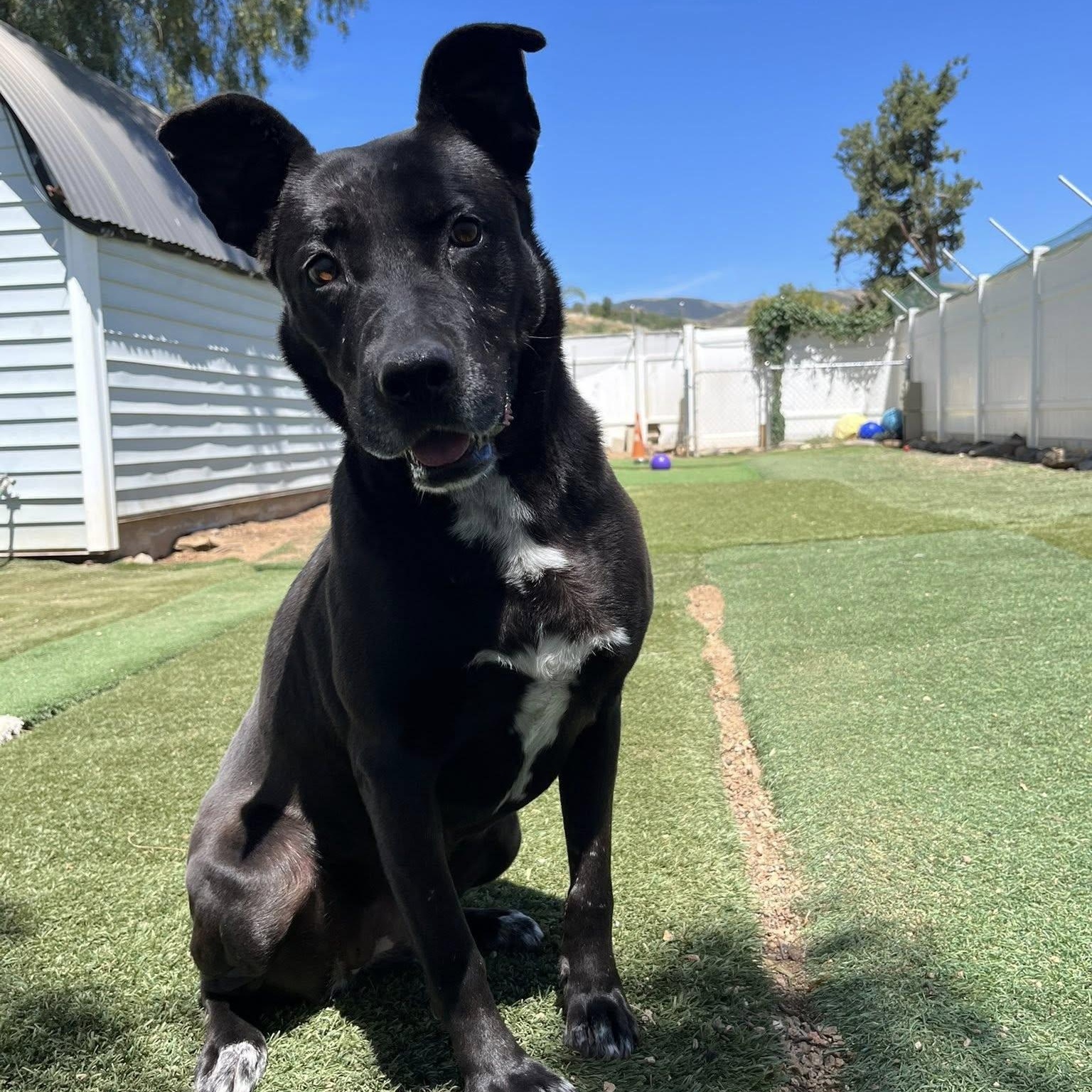 Enlarge Joya, a ADOPTABLE mixed breed in Agua Dulce, CA image 1/6