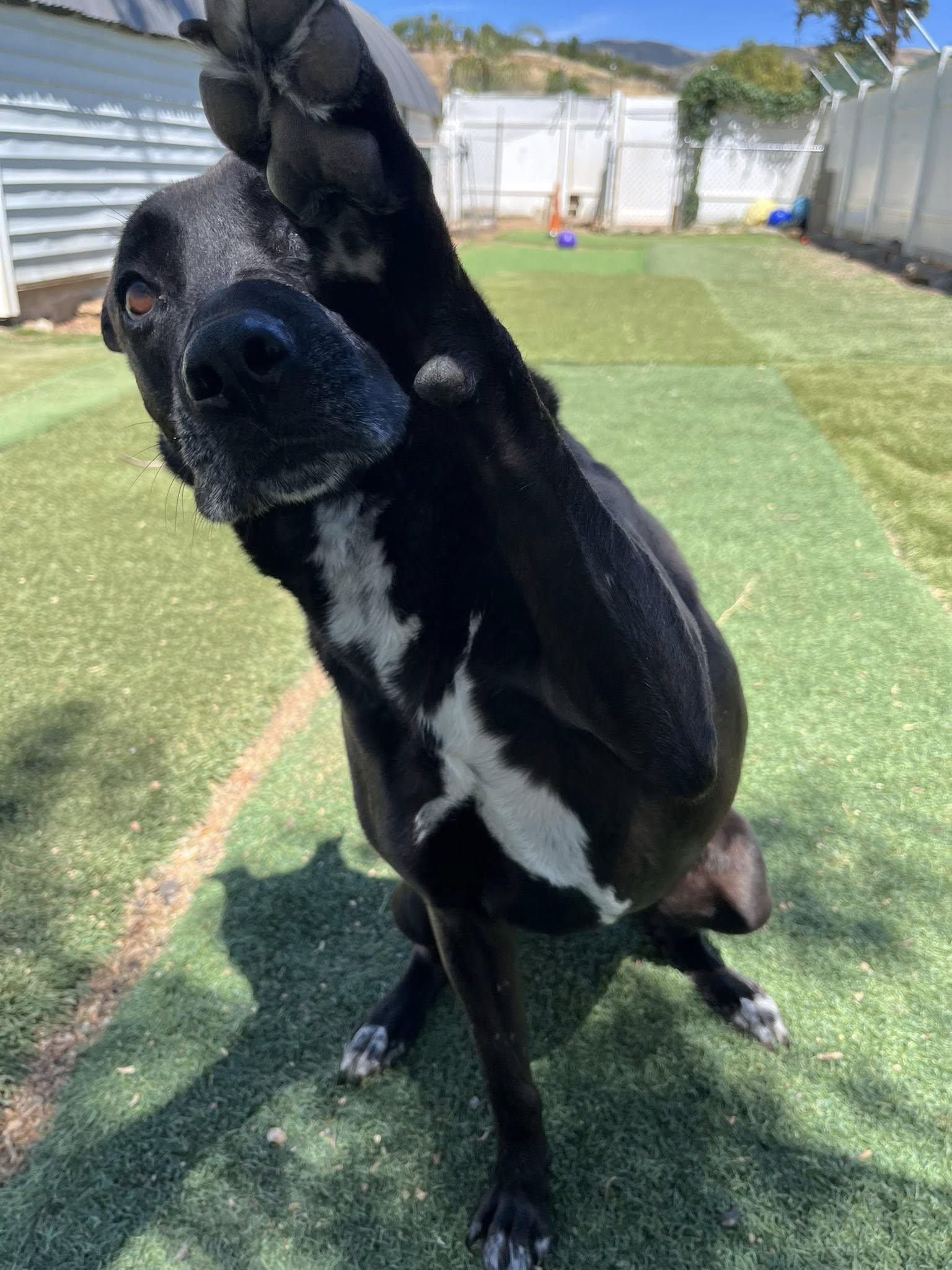 Enlarge Joya, a ADOPTABLE mixed breed in Agua Dulce, CA image 2/6