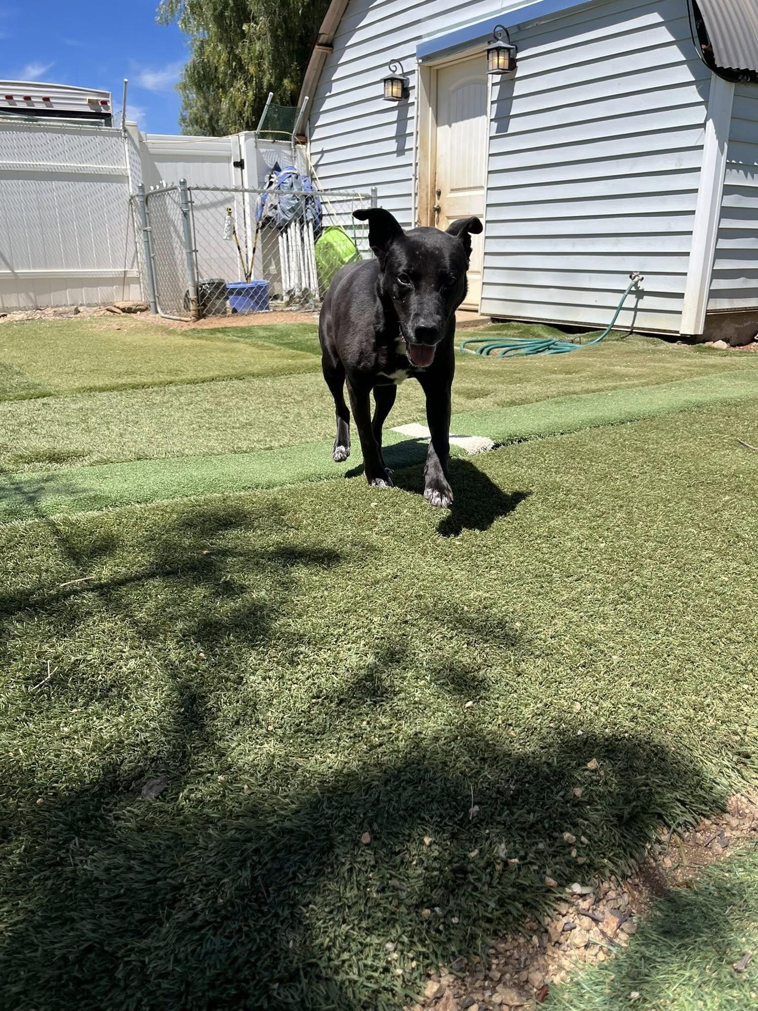Enlarge Joya, a ADOPTABLE mixed breed in Agua Dulce, CA image 6/6