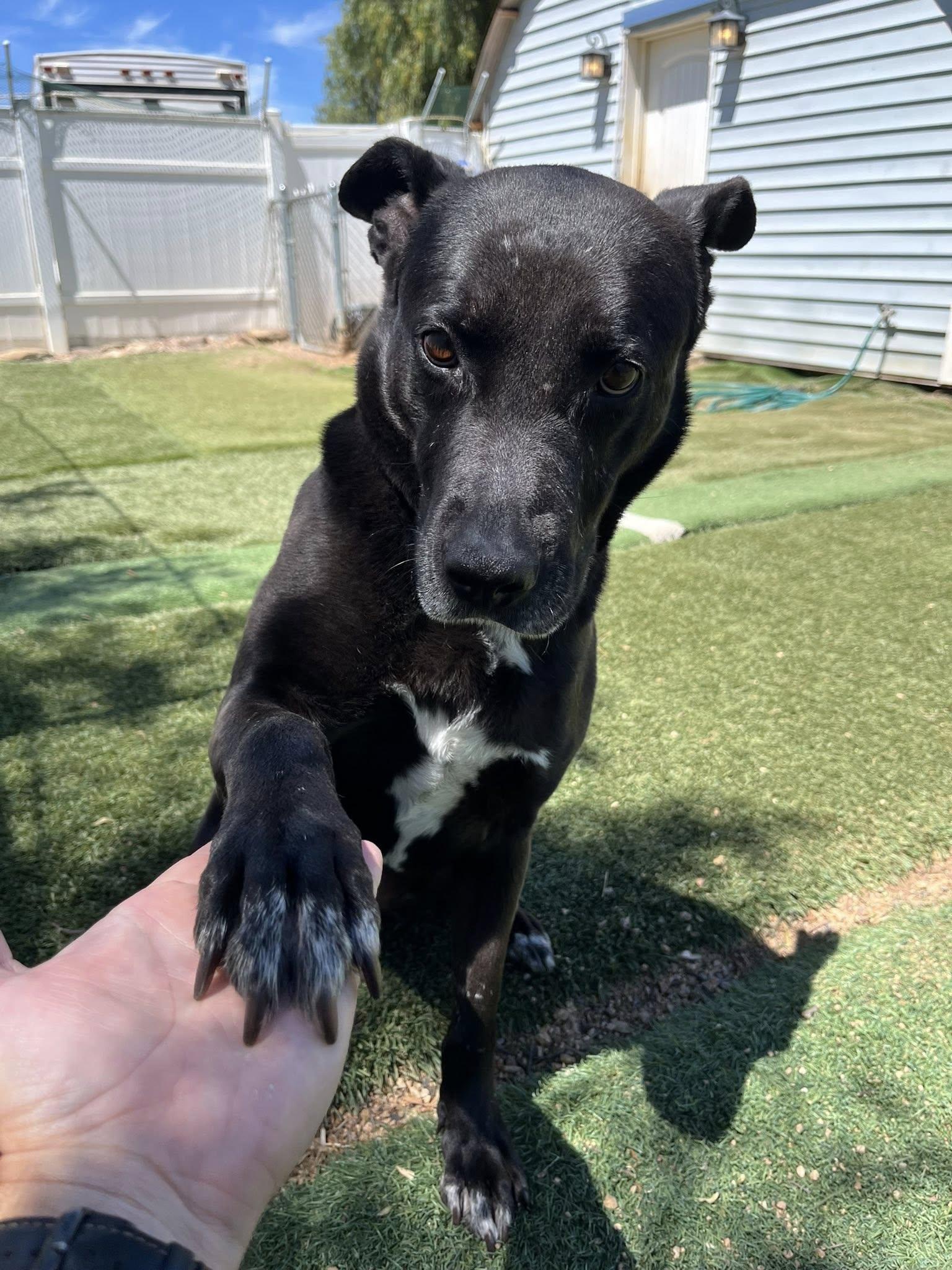 Enlarge Joya, a ADOPTABLE mixed breed in Agua Dulce, CA image 5/6