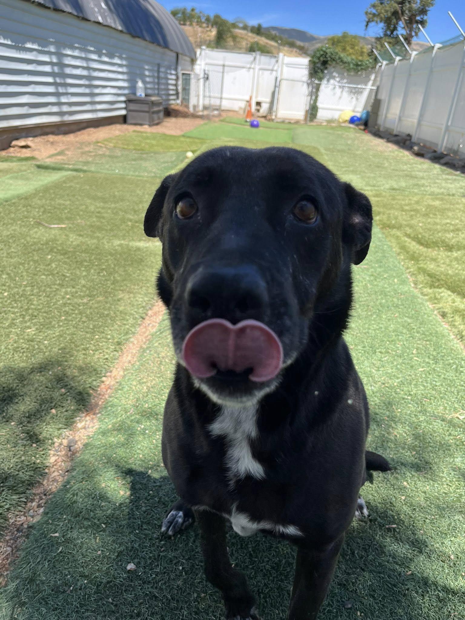 Enlarge Joya, a ADOPTABLE mixed breed in Agua Dulce, CA image 3/6