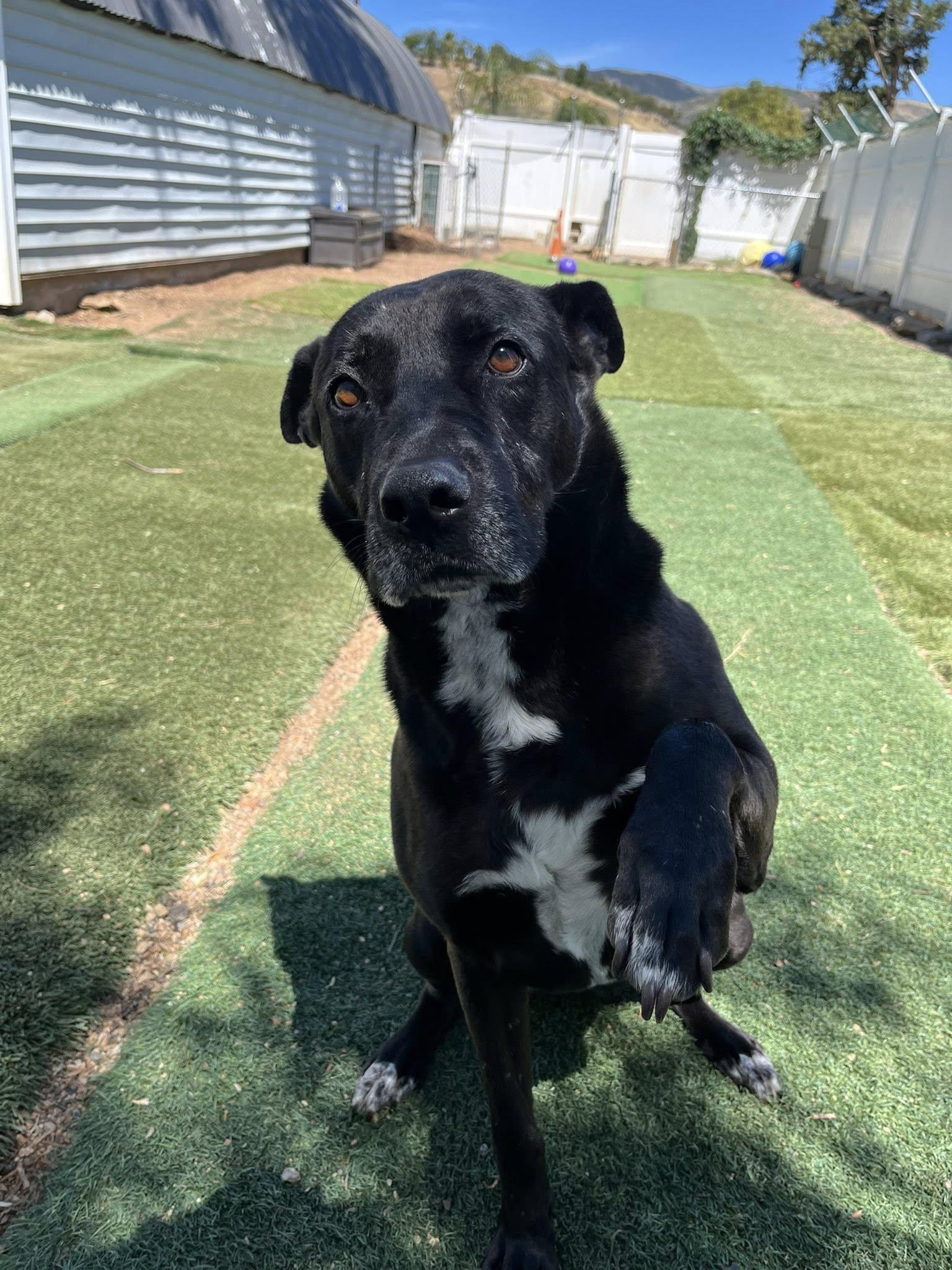 Enlarge Joya, a ADOPTABLE mixed breed in Agua Dulce, CA image 4/6