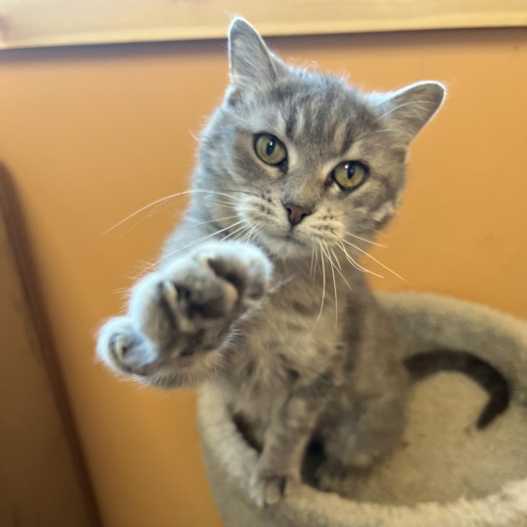 Enlarge Zara, a Adoptable Domestic Medium Hair in Wadena, MN image 1/4