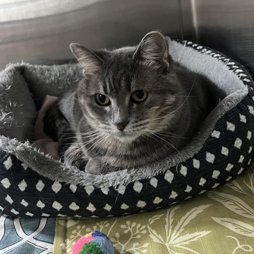 Zara, Adoptable, Young Female Domestic Medium Hair.