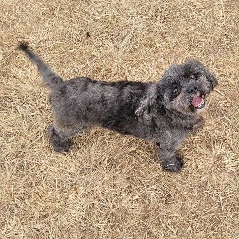 Shih Tzu female 