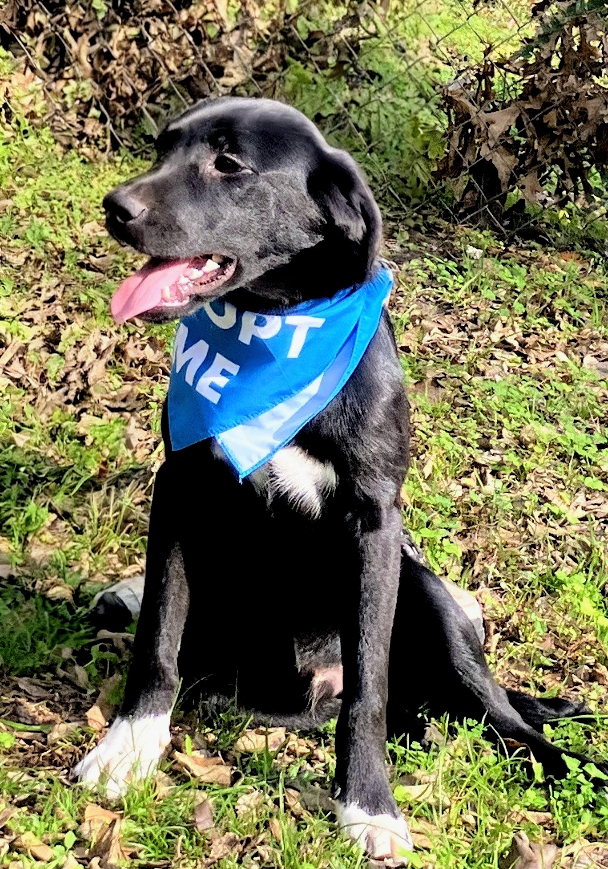 Sam, ADOPTABLE, Puppy Male Black Labrador Retriever.
