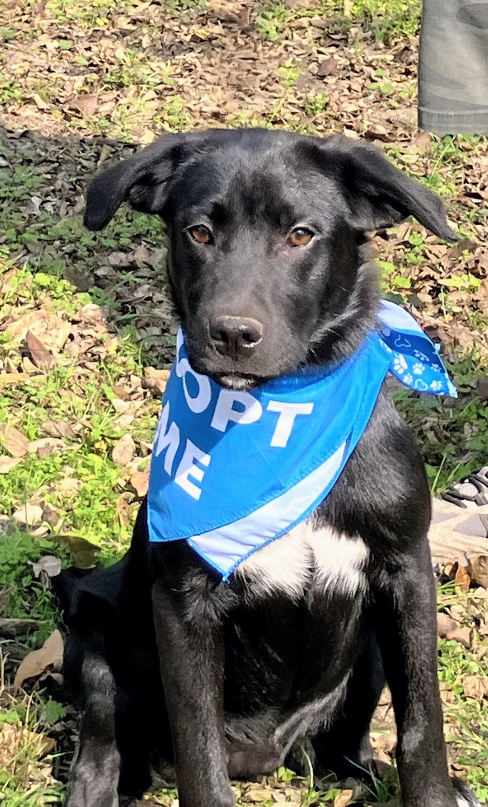 Enlarge Sam, a ADOPTABLE mixed breed in Willington, CT image 2/6