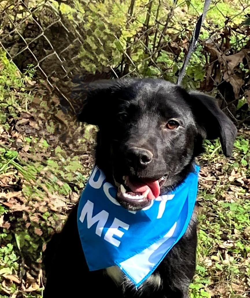 Enlarge Sam, a ADOPTABLE mixed breed in Willington, CT image 1/6