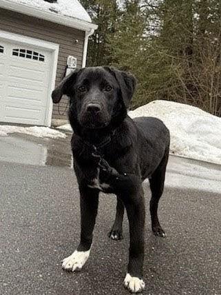 Enlarge Sam - In CT, an adopted mixed breed in Willington, CT image 3/6