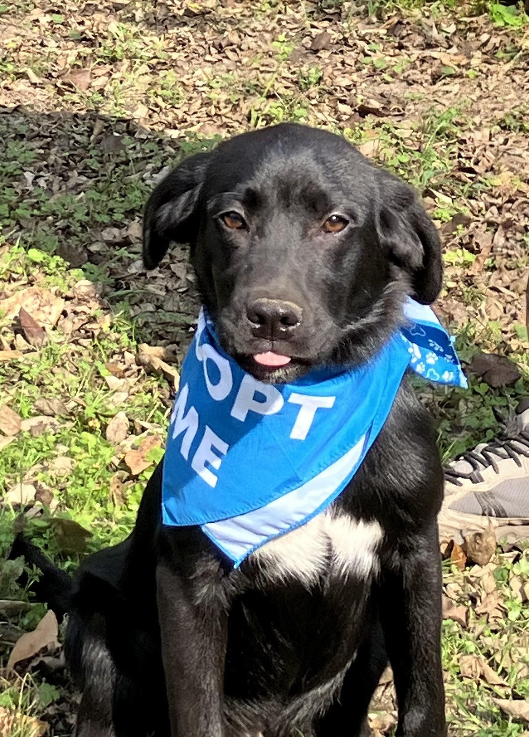 Enlarge Sam, a ADOPTABLE mixed breed in Willington, CT image 5/6