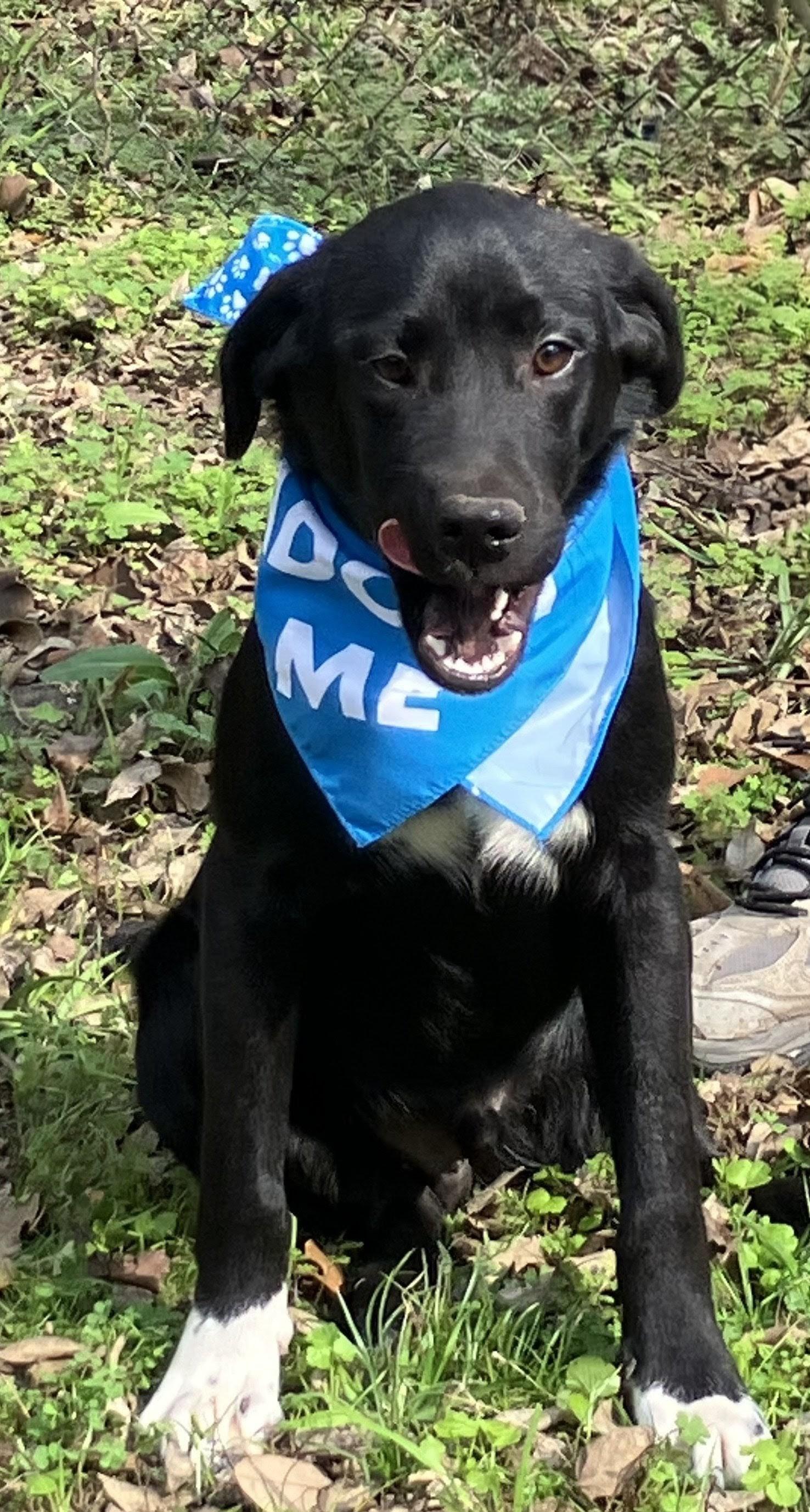 Enlarge Sam, a ADOPTABLE mixed breed in Willington, CT image 4/6