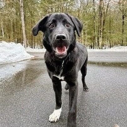 Enlarge Sam - In CT, an adopted mixed breed in Willington, CT image 1/6