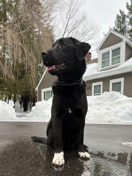 Enlarge Sam - In CT, an adopted mixed breed in Willington, CT image 5/6