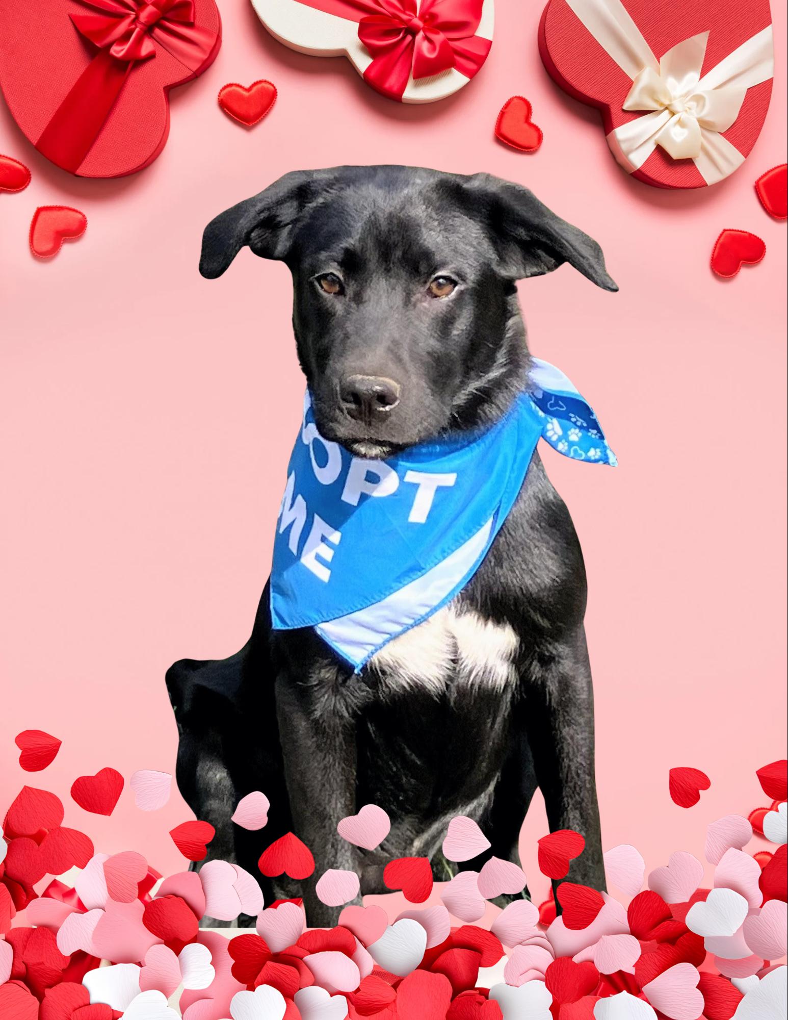 Sam, a ADOPTABLE mixed breed in Willington, CT image 3/6