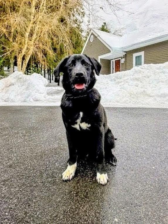 Enlarge Sam - In CT, an adopted mixed breed in Willington, CT image 4/6