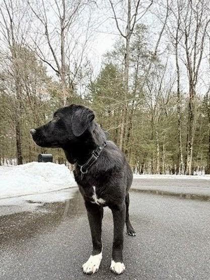 Enlarge Sam - In CT, an adopted mixed breed in Willington, CT image 2/6