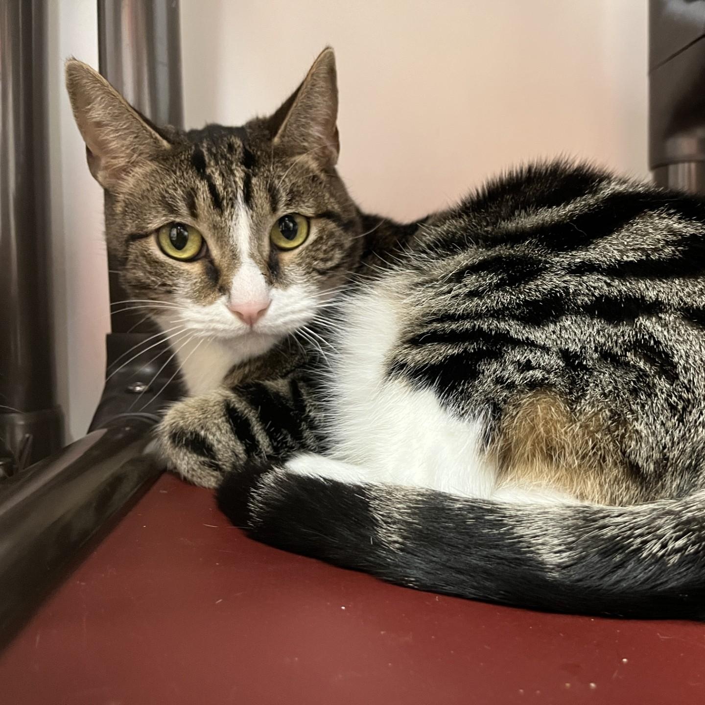 Enlarge Reba, a ADOPTABLE Tabby in San Andreas, CA image 1/1