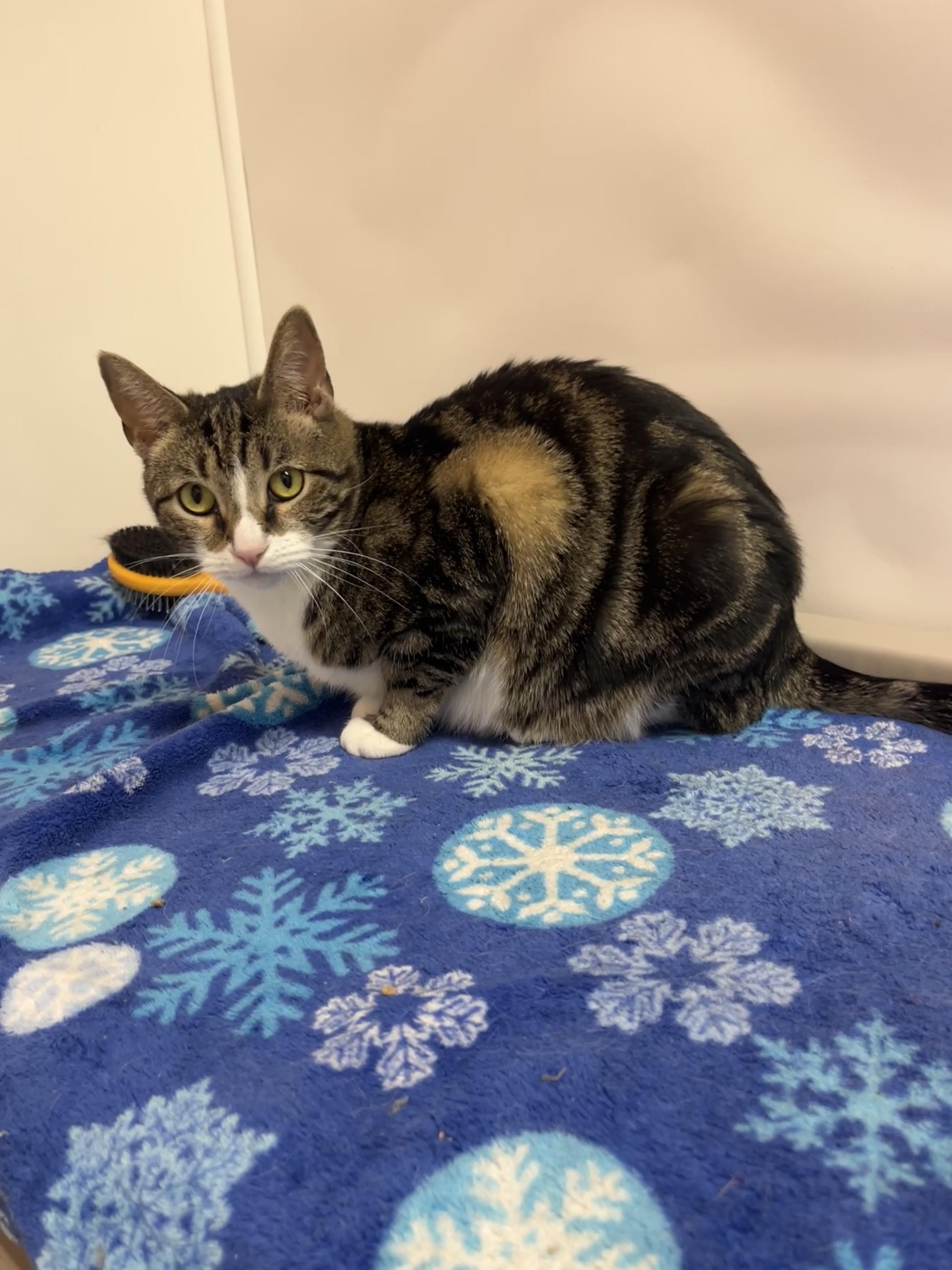 Enlarge Reba A060438, a Adoptable Domestic Short Hair in San Andreas, CA image 2/2