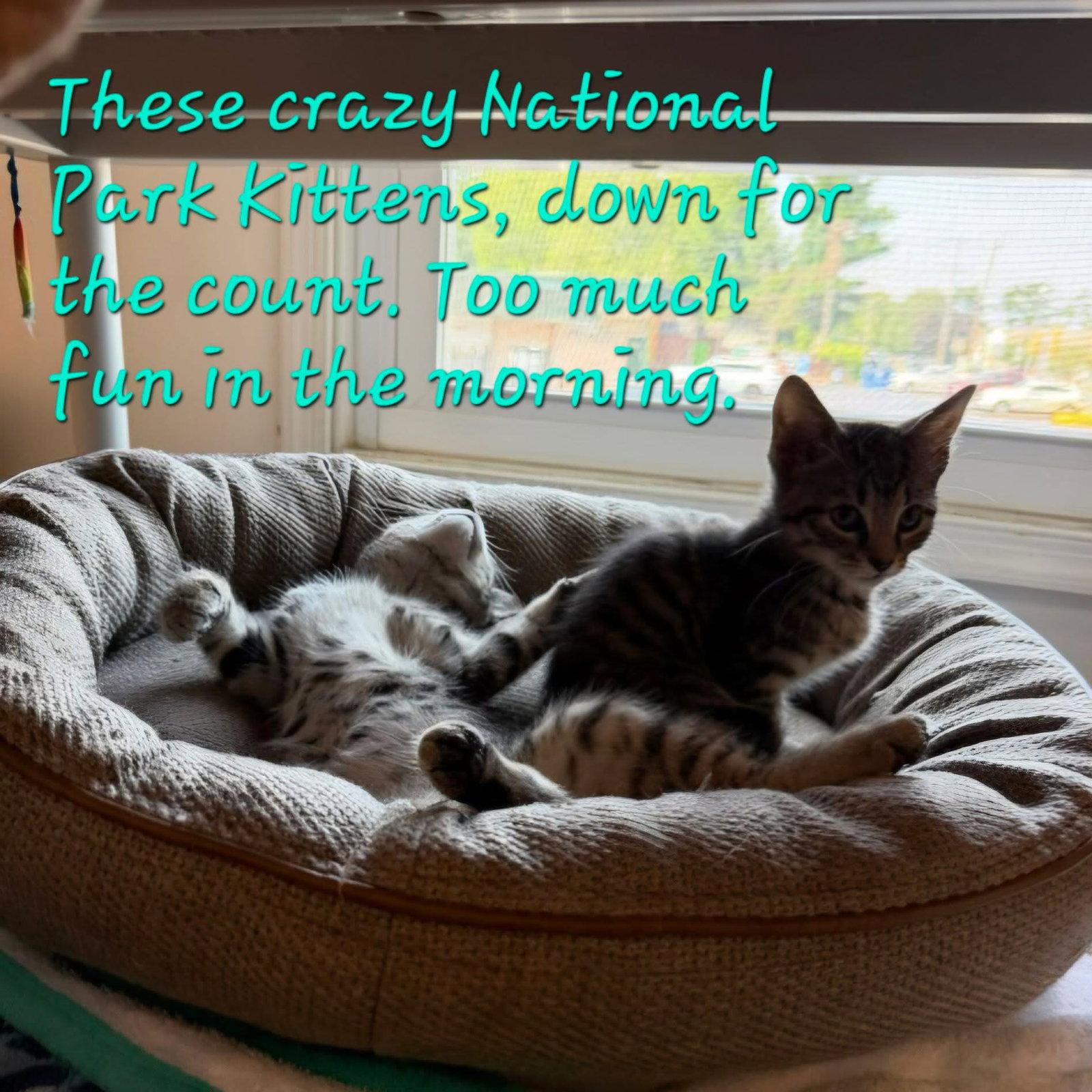 Acadia, Adoptable, Kitten Male Domestic Short Hair.