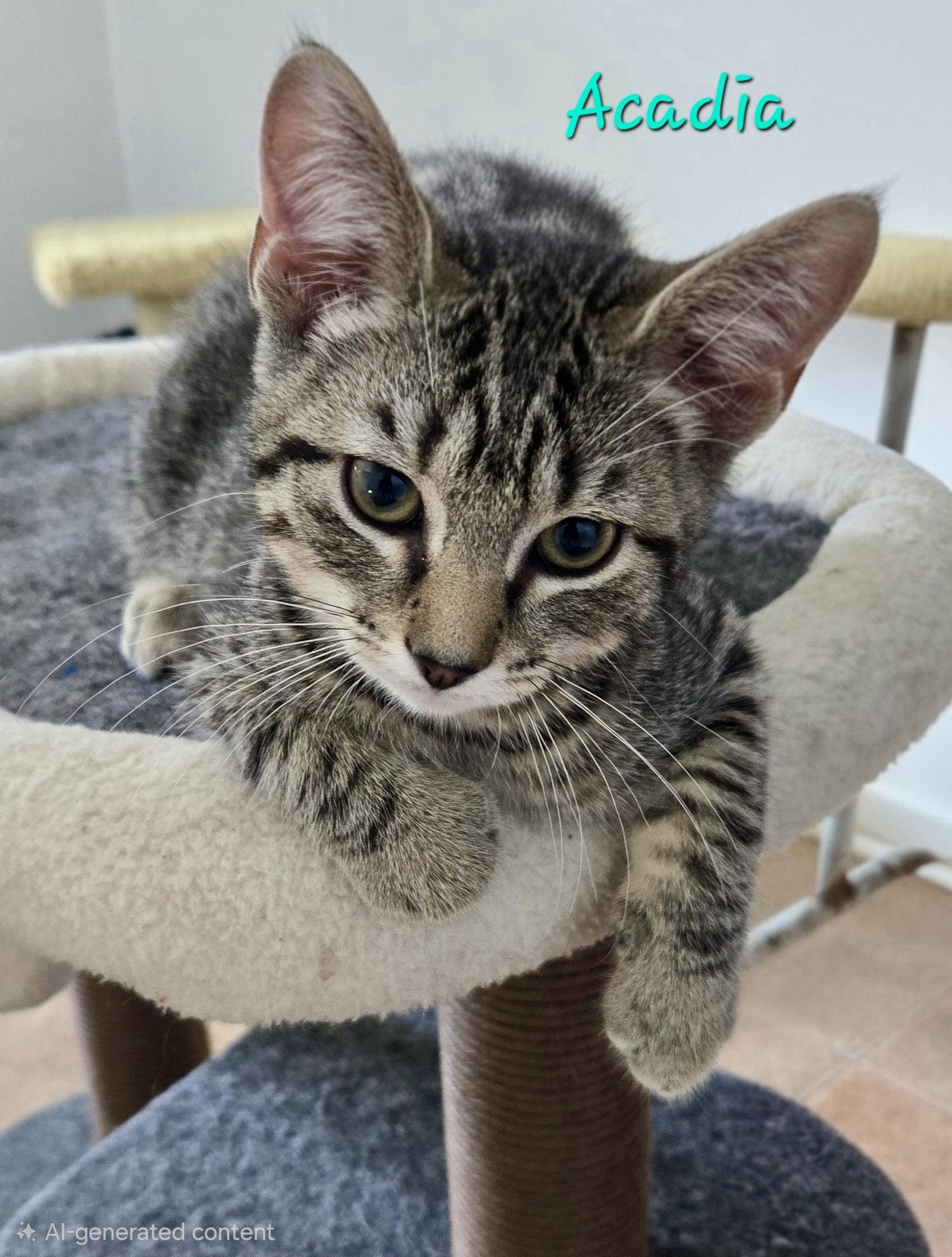 Enlarge Acadia, a Adoptable Domestic Short Hair in Penndel, PA image 3/3