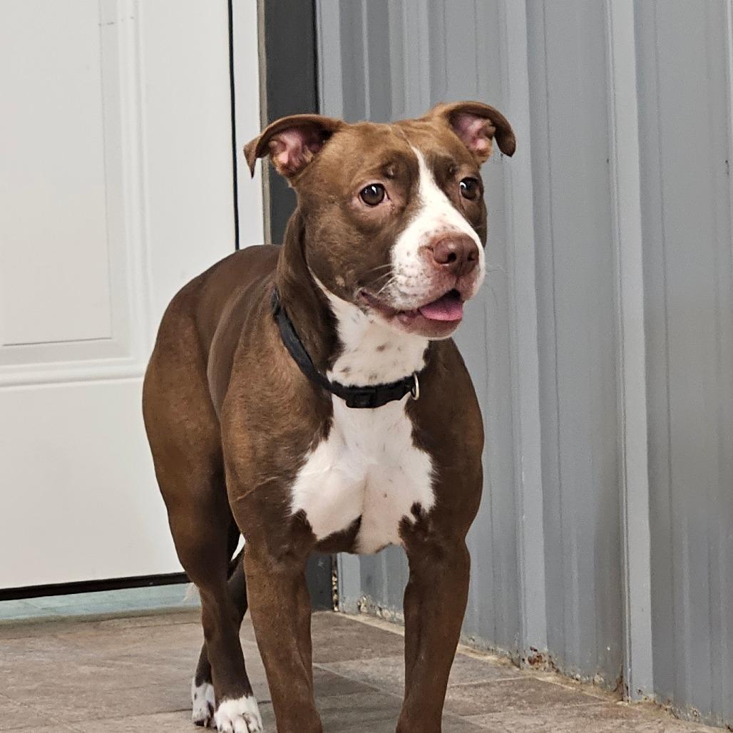 Enlarge Peaches, a Adoptable mixed breed in Homer, NY image 1/2