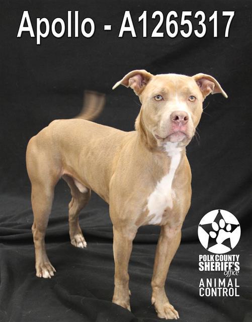 APOLLO, Adoptable, Adult Male American Bulldog & Mixed Breed.