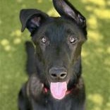 Enlarge Steele, a ADOPTABLE Shepherd in Santa Cruz, CA image 3/4