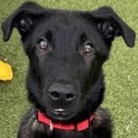 Enlarge Steele, a ADOPTABLE Shepherd in Santa Cruz, CA image 1/4