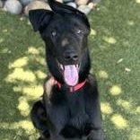 Enlarge Steele, a ADOPTABLE Shepherd in Santa Cruz, CA image 4/4