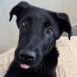 Enlarge Steele, a ADOPTABLE Shepherd in Santa Cruz, CA image 2/4