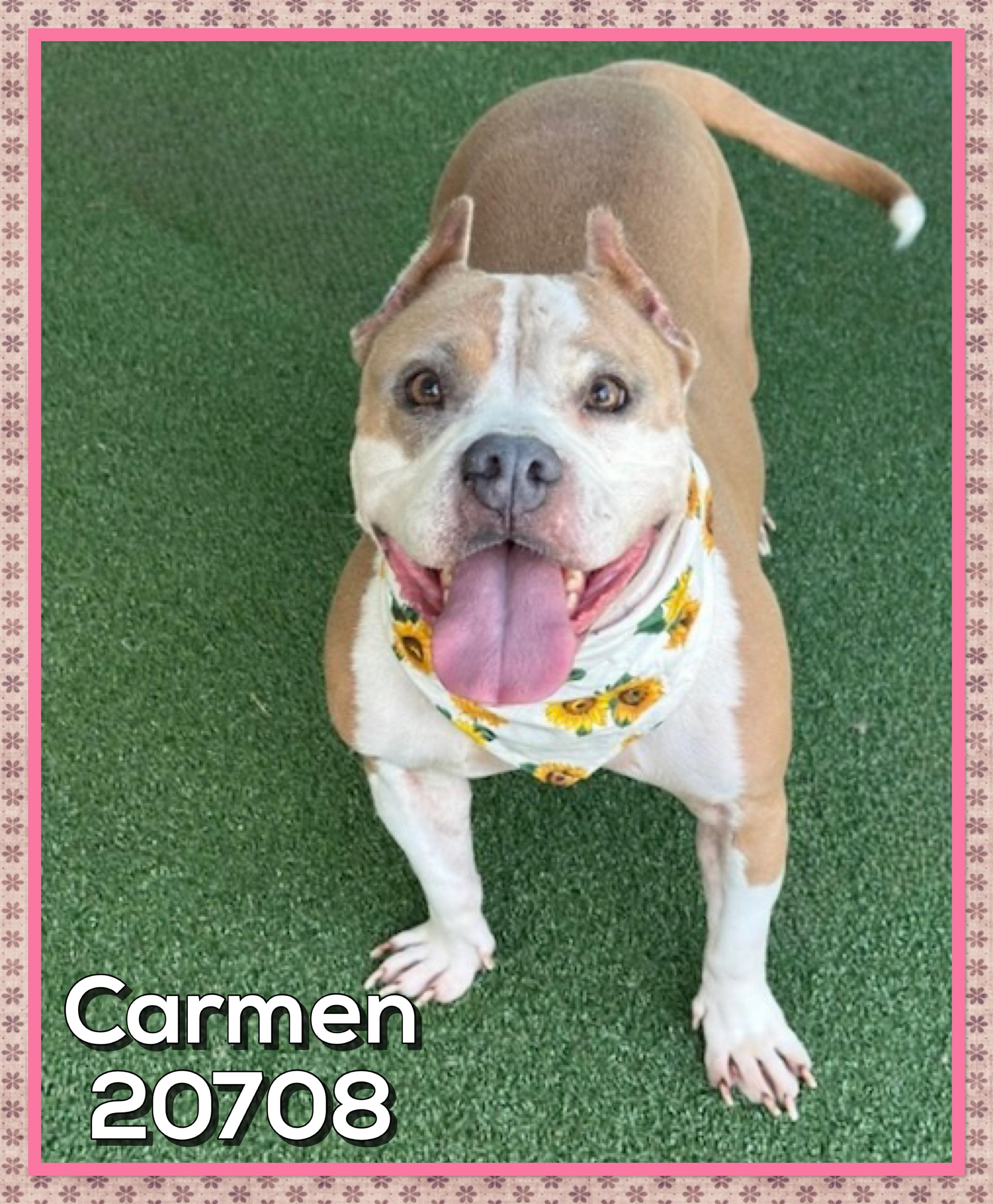 Enlarge CARMEN, an adoptable mixed breed in Marietta, GA image 2/5
