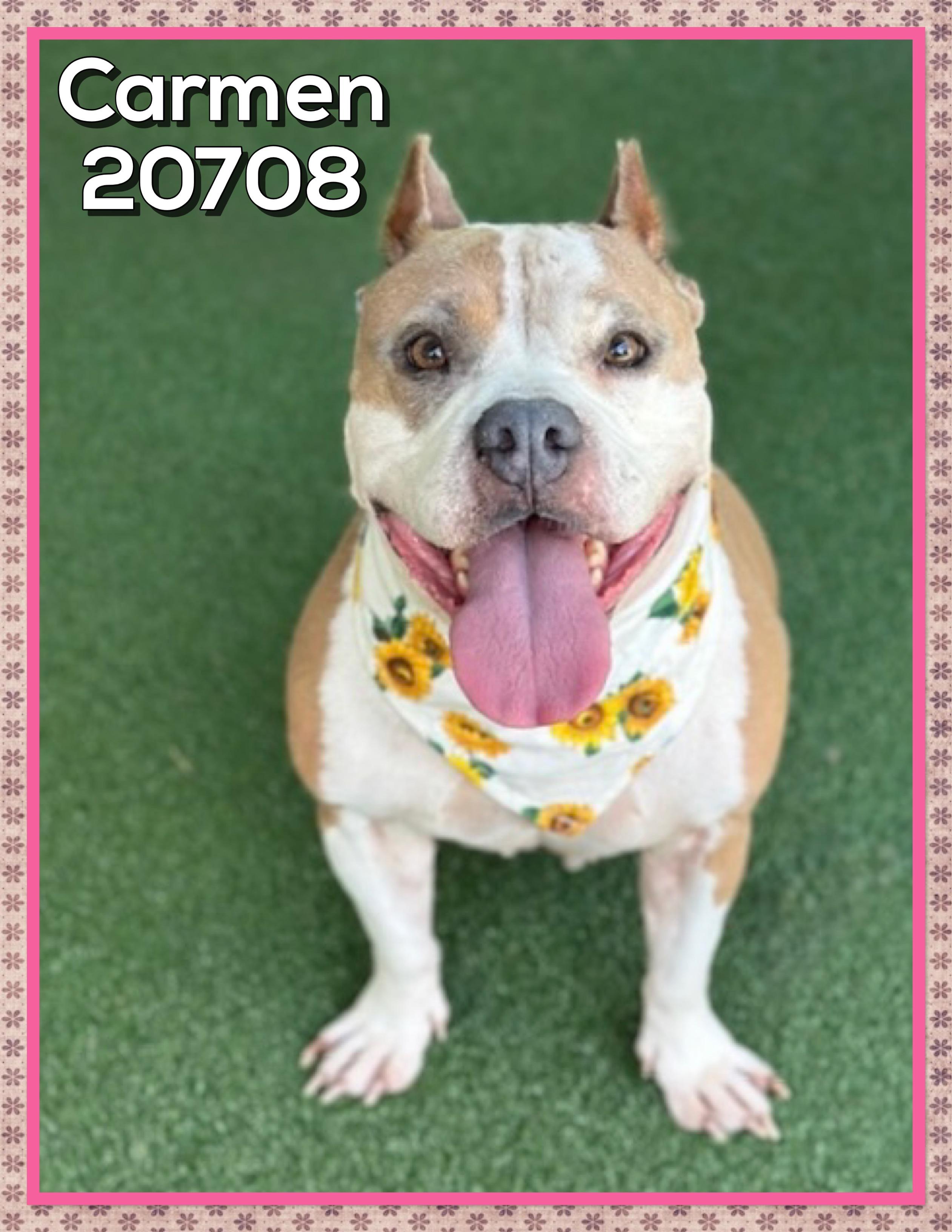 CARMEN, adoptable, Adult Female American Bully.