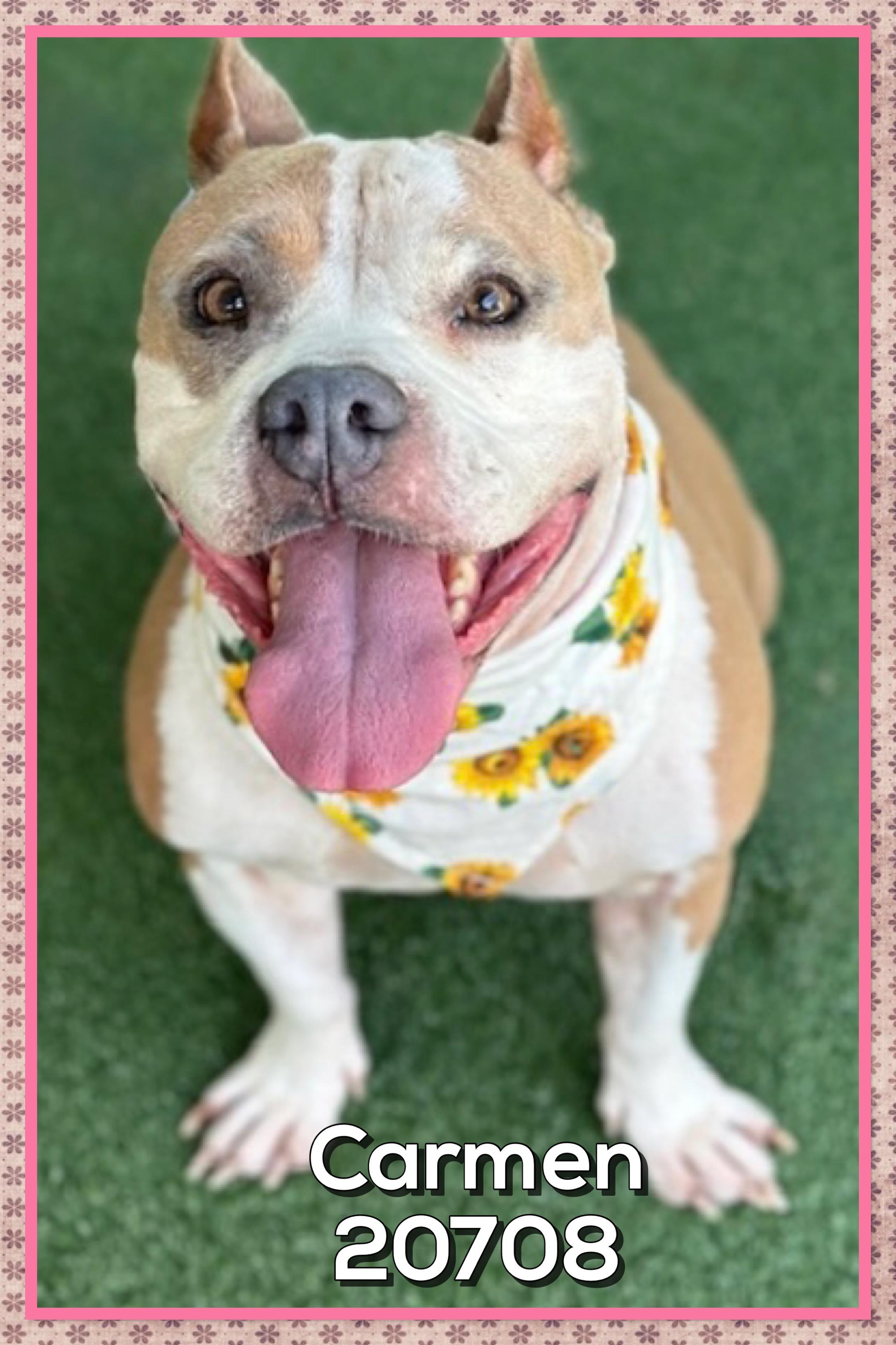 Enlarge CARMEN, an adoptable mixed breed in Marietta, GA image 5/5