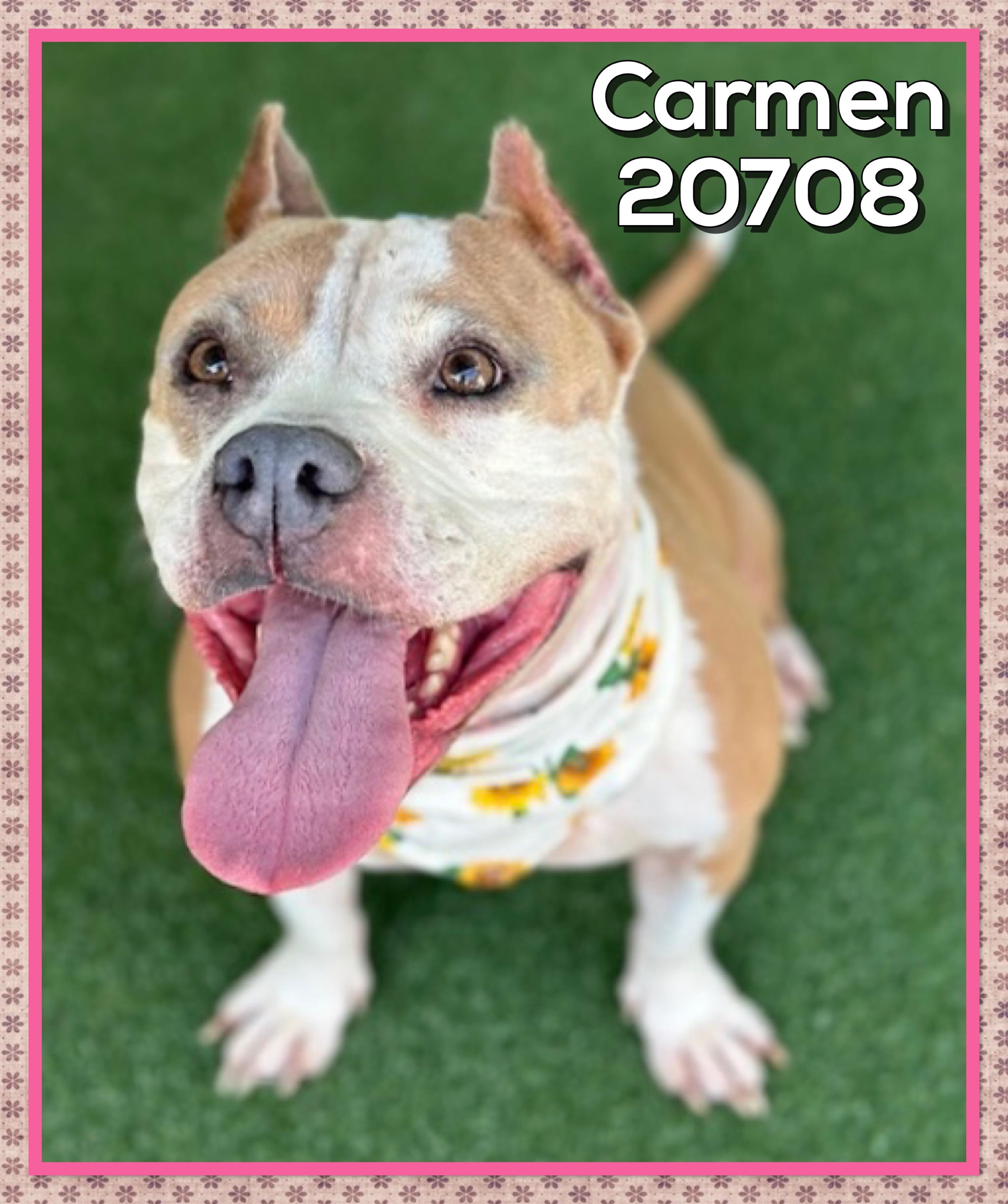 Enlarge CARMEN, an adoptable mixed breed in Marietta, GA image 4/5